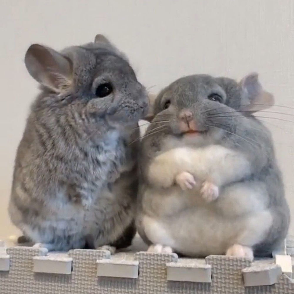 Help me bring home 2 chinchillas!